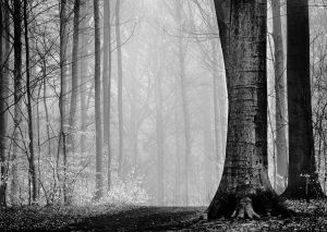 4039 Fotograf  Jesper Fremming  -  Misty spring forest  